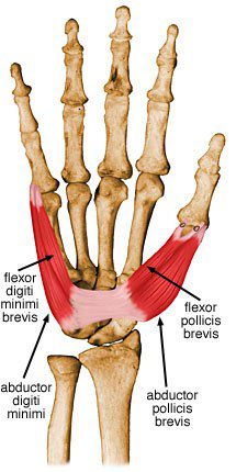 Flexor digiti minimi brevis.