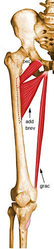 Adductor brevis.