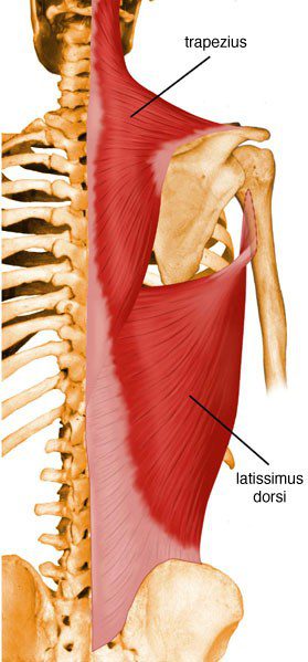 Latissimus dorsi.