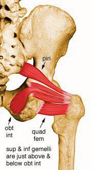 Obturator internus.