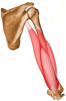 Anatomy of the biceps and triceps brachii. (A) The shaded region