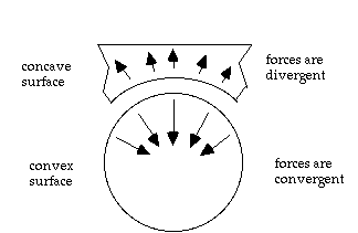 Concave Convex 1