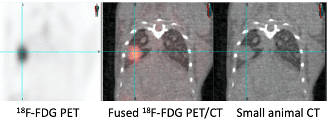 Example images of PET and CT scans.
